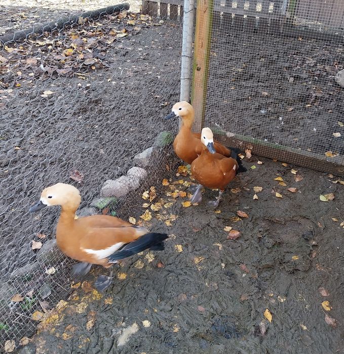 Sprzedam Kaczki Kazarki Rdzawe