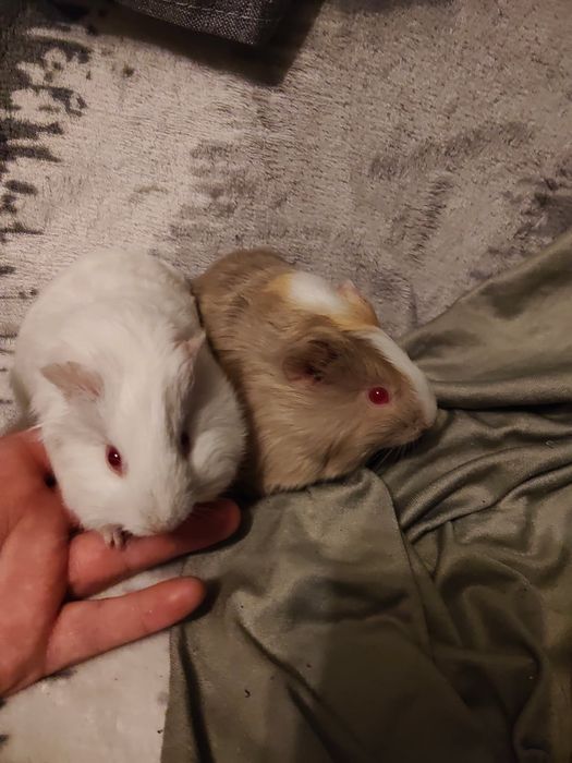 Świnki morskie młode