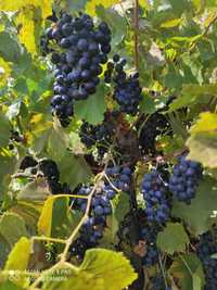 Продам виноград,винных сортов