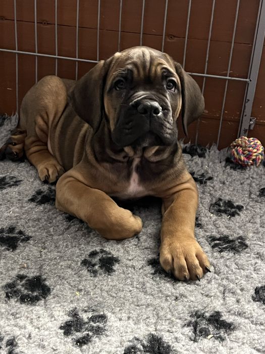 Cane Corso Caro Corso FCI/ZKwP szczenię samiec