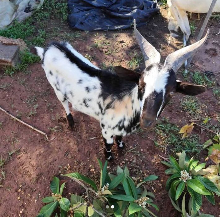 Cabra anã e cabrito