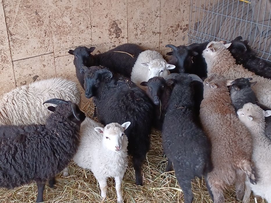 Owce barany jagnięta