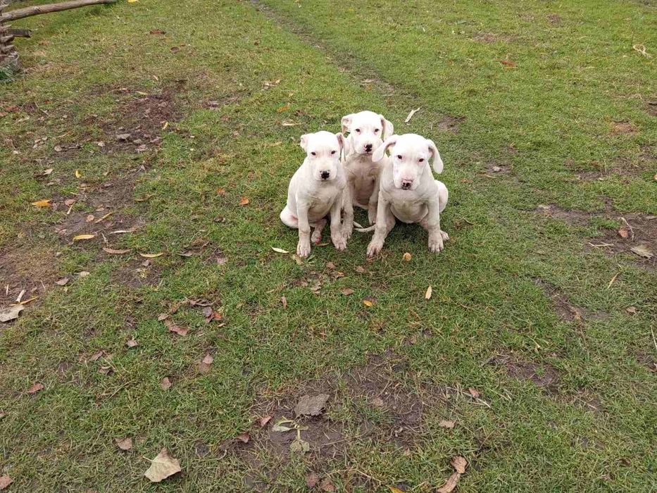 Щенкі аргентинський дог