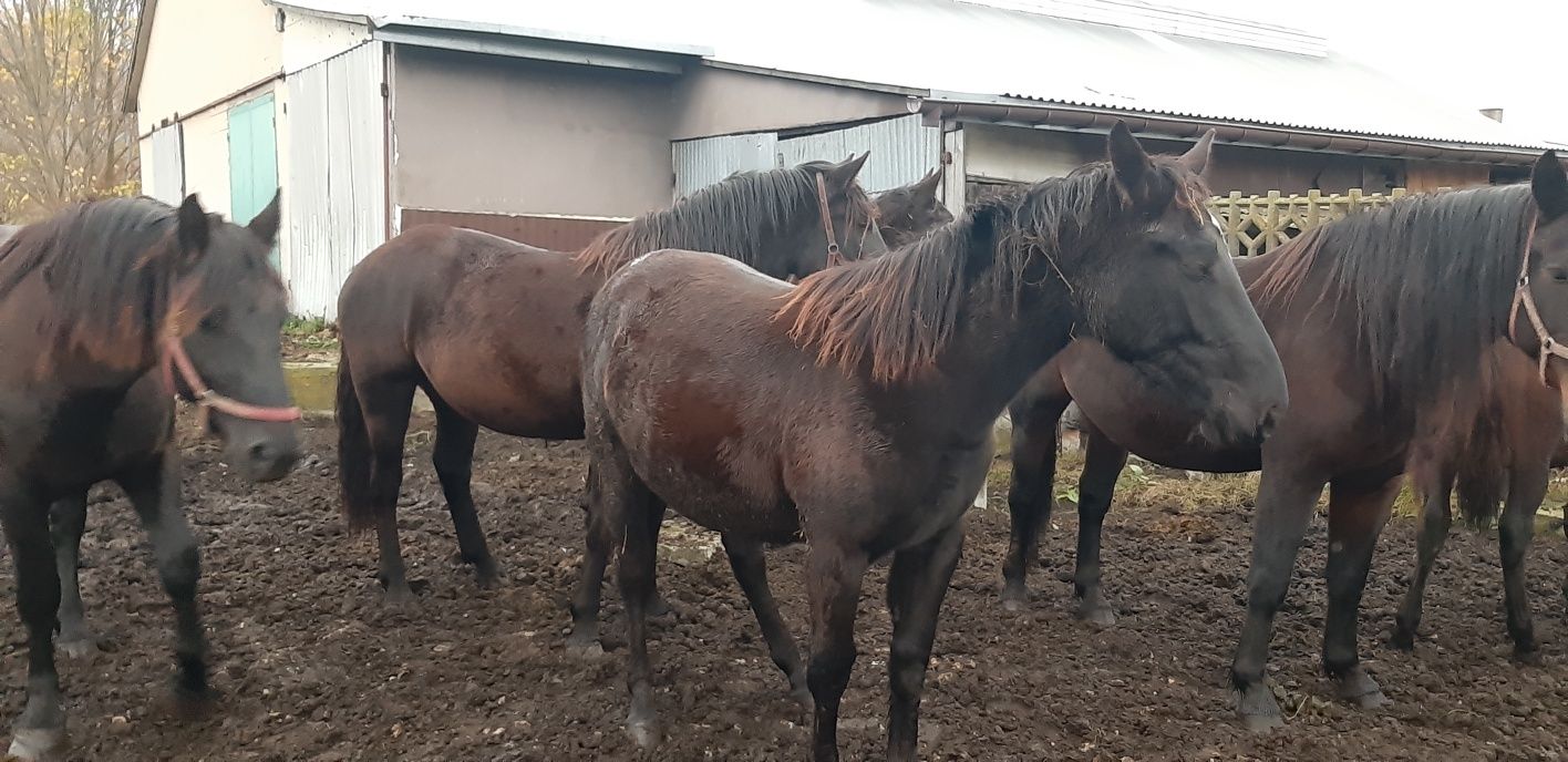 Klacze ślaskie obustronne  pochodzenie