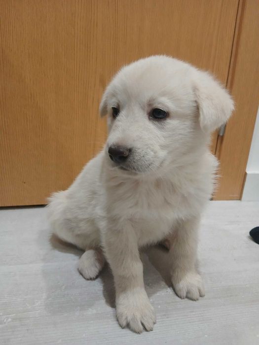 Dou cães 3 machos 3 femeas