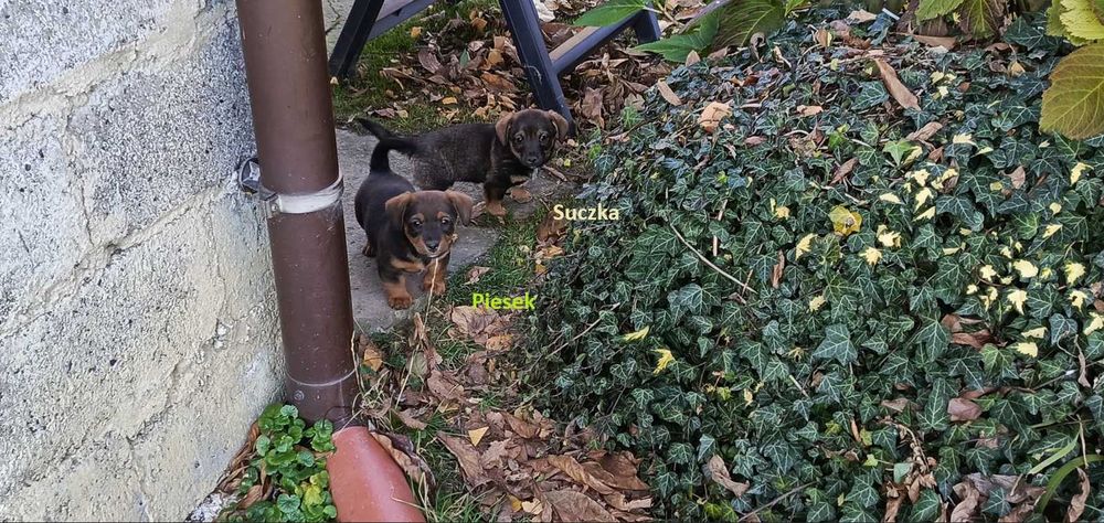 Kundelki_szczeniaki