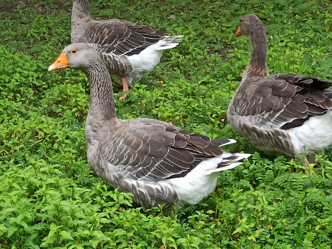Gęś Gąsior Gąska