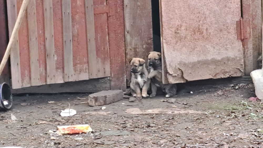 Отдам щенков в хорошие руки