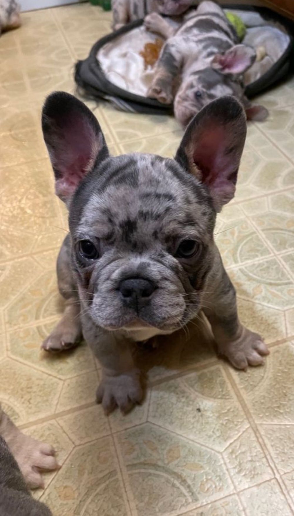 Bulldog francês Fêmea
