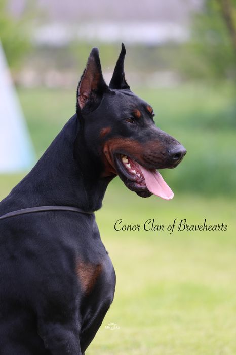 Вязка Доберман КСУ FCI