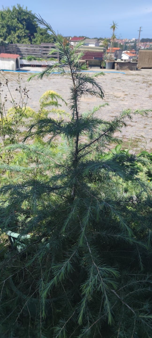 Cedros dos Himalaias