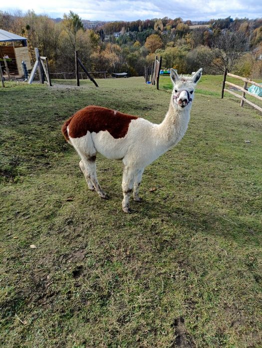 Na sprzedaż samiec alpaki