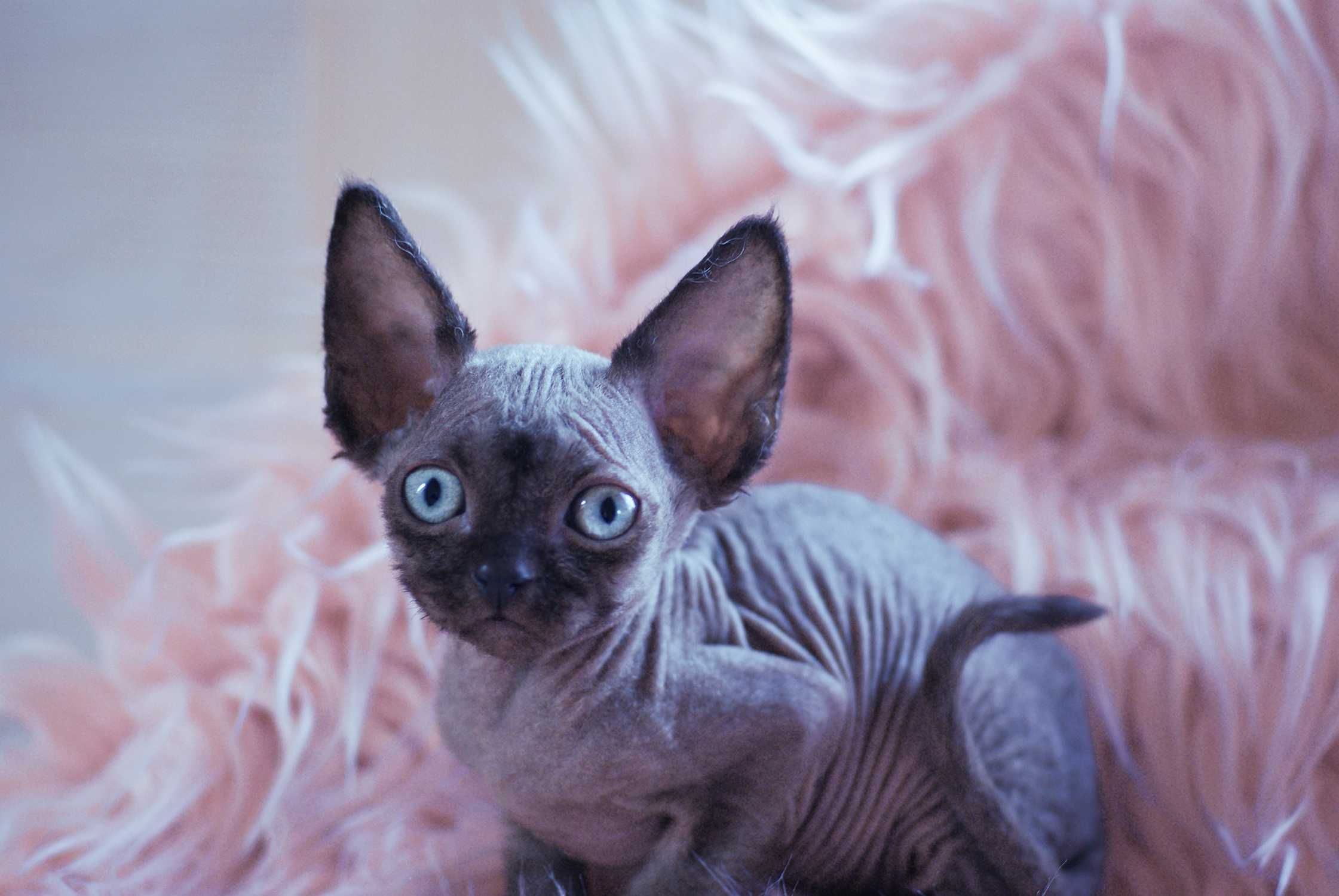 Niebieski point Devon Rex po championie