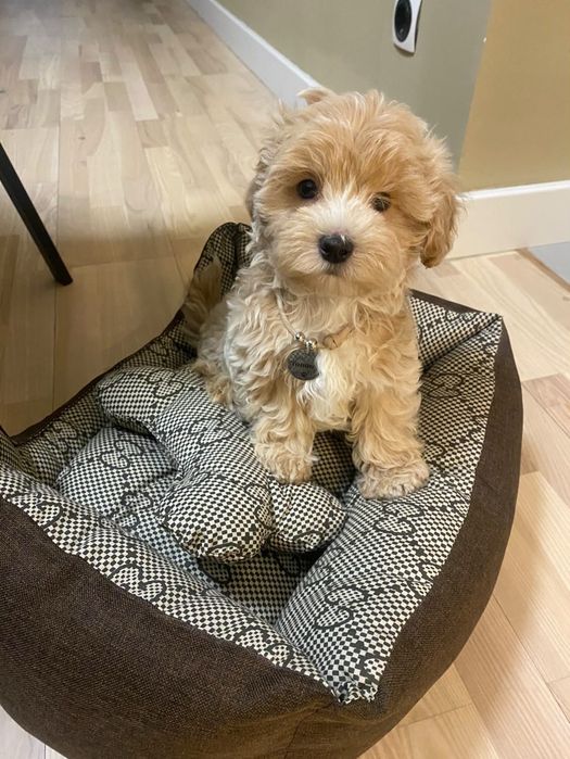 Лежанка для собаки