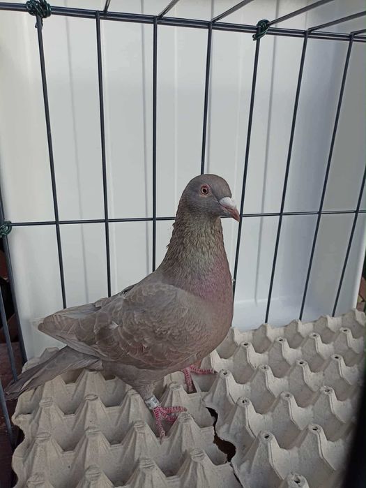 gołębie pocztowe kolor