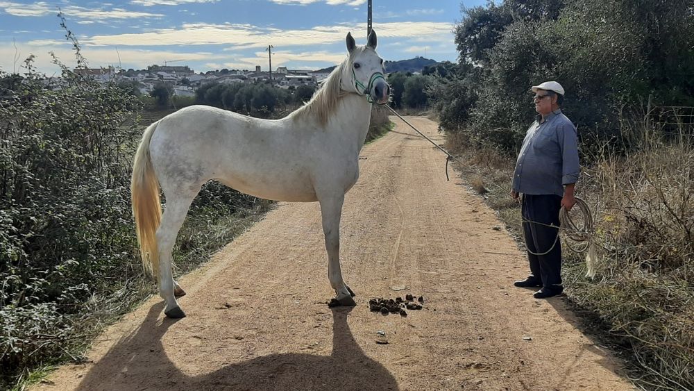Vendo ou troco égua muito mansa