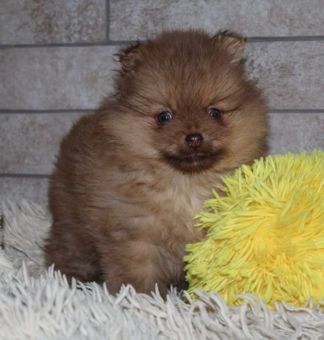 Супер міні шпіцулі