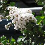 Lagerstroemia 'Sarah’s Favorite’ BIAŁA 160/190 cm
