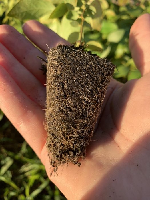 САДЖАНЦІ ЛОХИНИ ОПТОМ (голубика, борувка, чорниця)