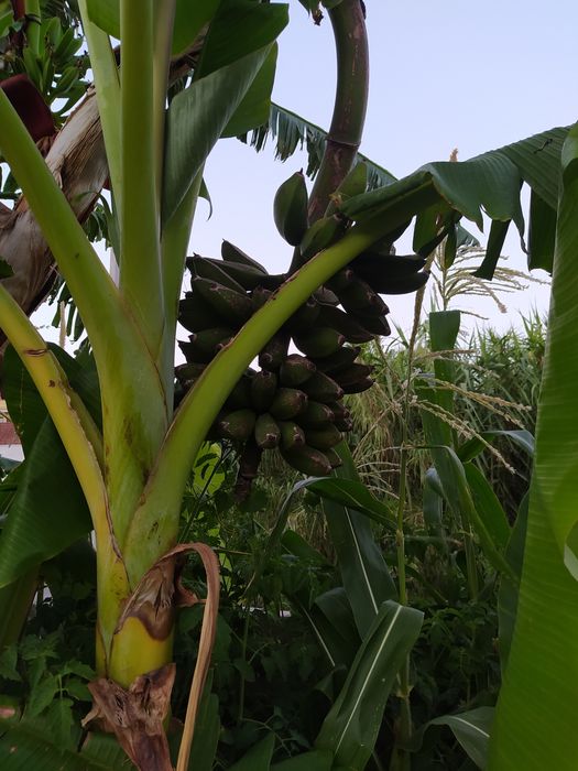 Bananeiras da Madeira envasadas enrraizadas