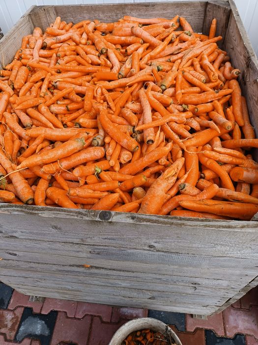 Sprzedam marchew ziemniaki