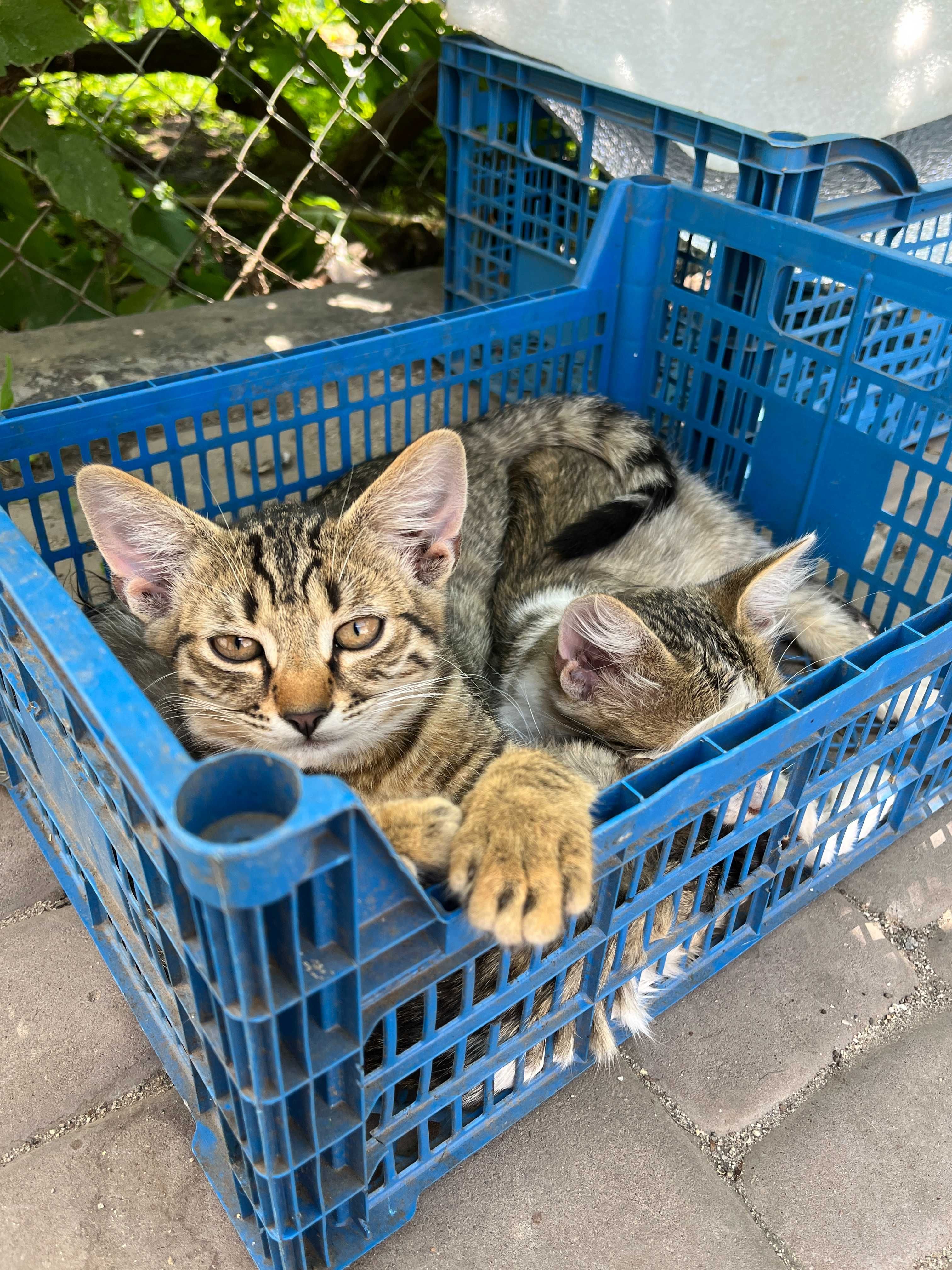 Котята добрым хозяевам, пожалуйста!