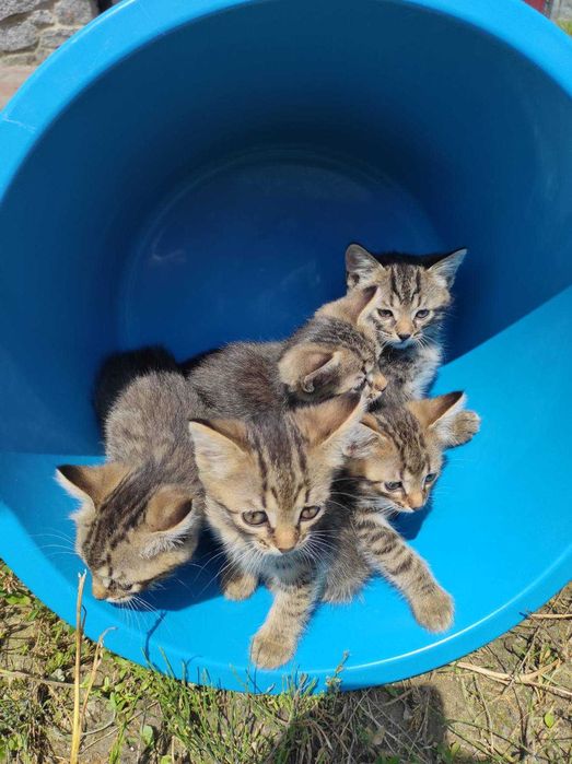 Кошенята в добрі руки