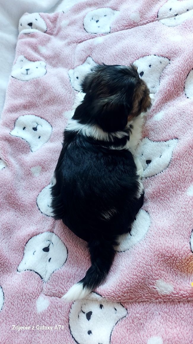 YORK suczka REZERWACJA rozmiar XXS yorkshire terrier biewer miniaturka