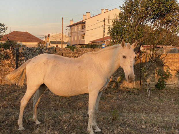 Égua cruzada cheia de 7 meses