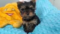 Yorkshire terrier york