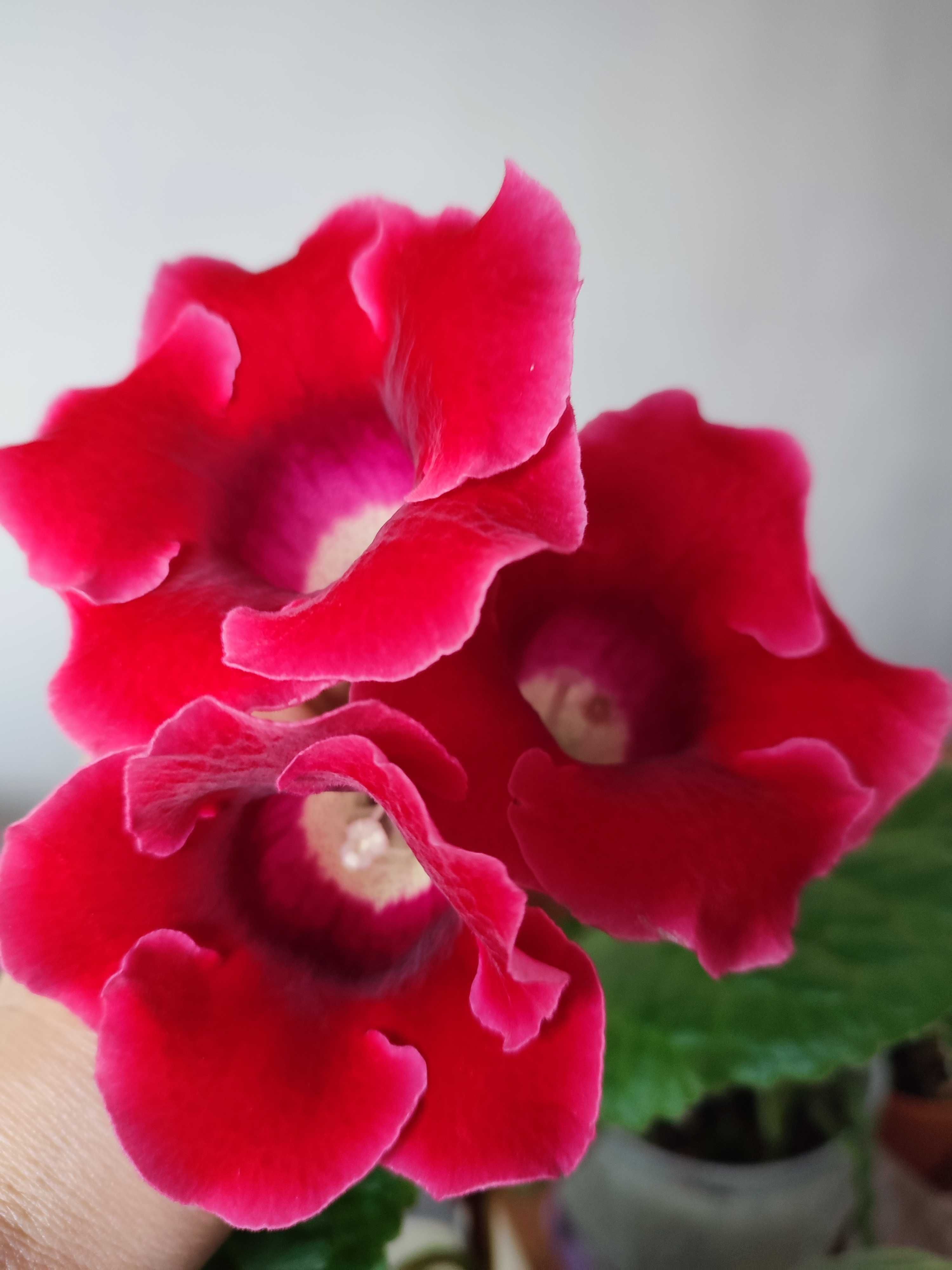 Gloksynia (sinningia speciosa) liście zestaw 5 sztuk