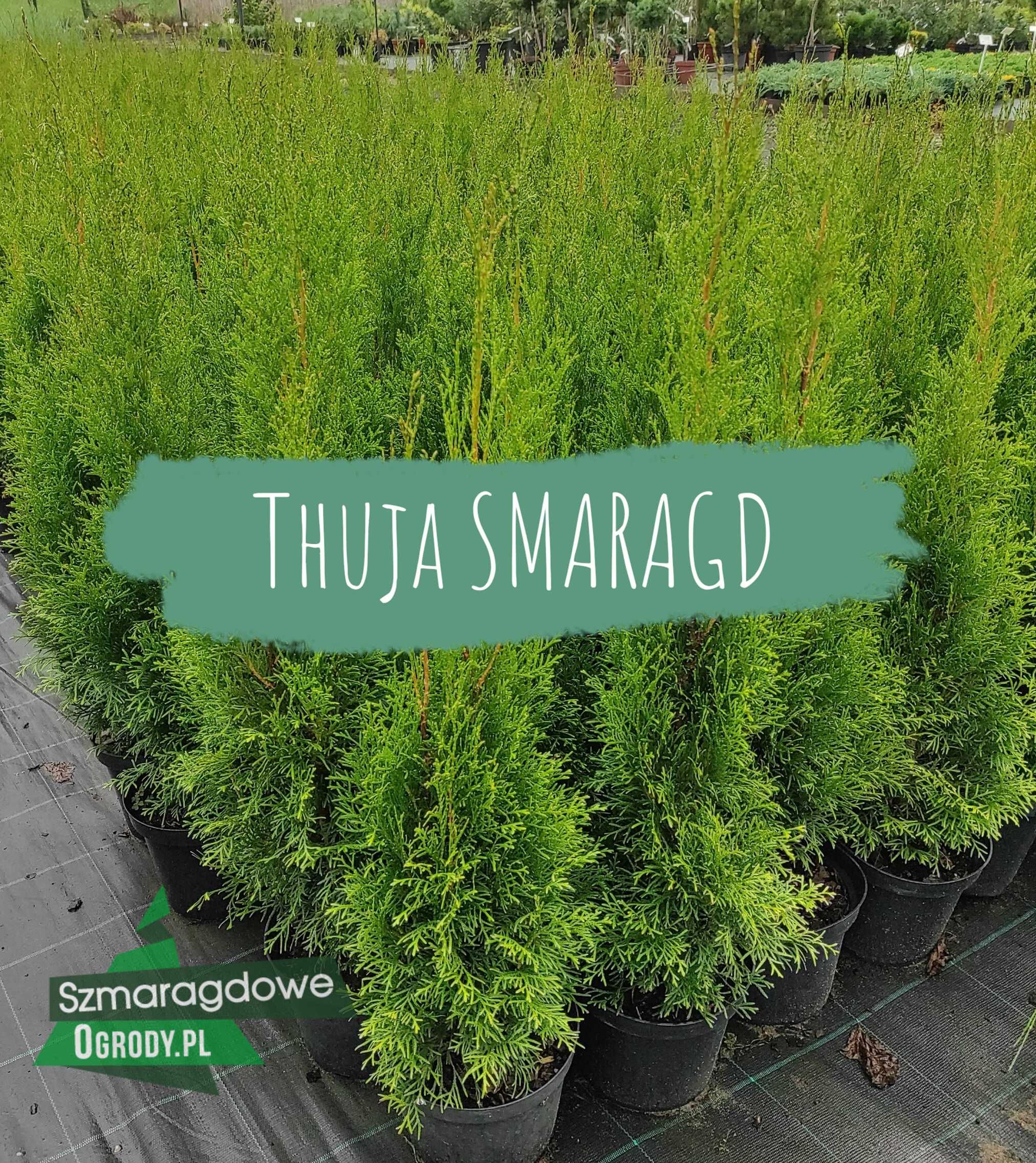 Tuja SZMARAGD thuja Smaragd C3 70-80cm GĘSTE sadzonki WYSYŁKA