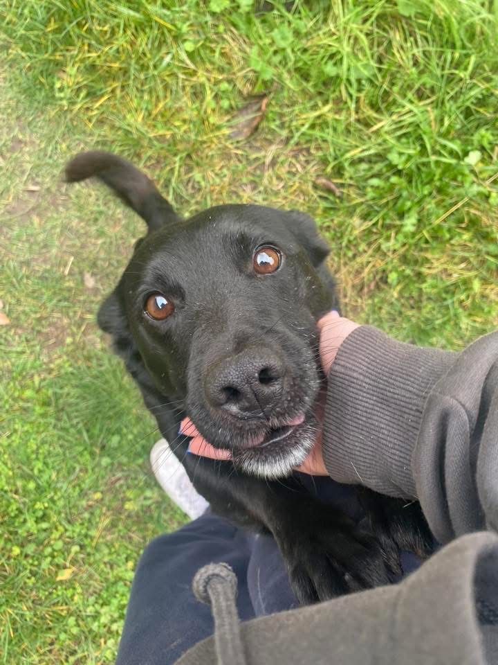 Piesek do adopcji