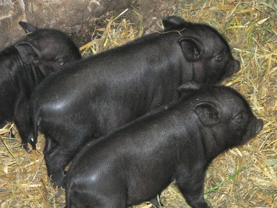 Продам поросята, вєтнамські