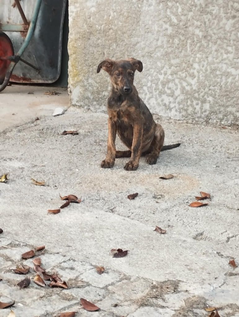 Halfy para adoção muito responsável