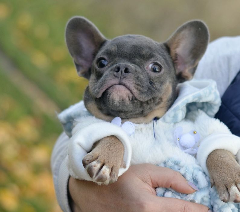 Дівчинка в кольорі Blue tan