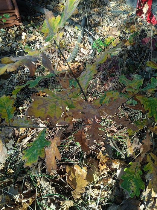 Sadzonki dębów i kasztanów - Warszawa Białołęka.