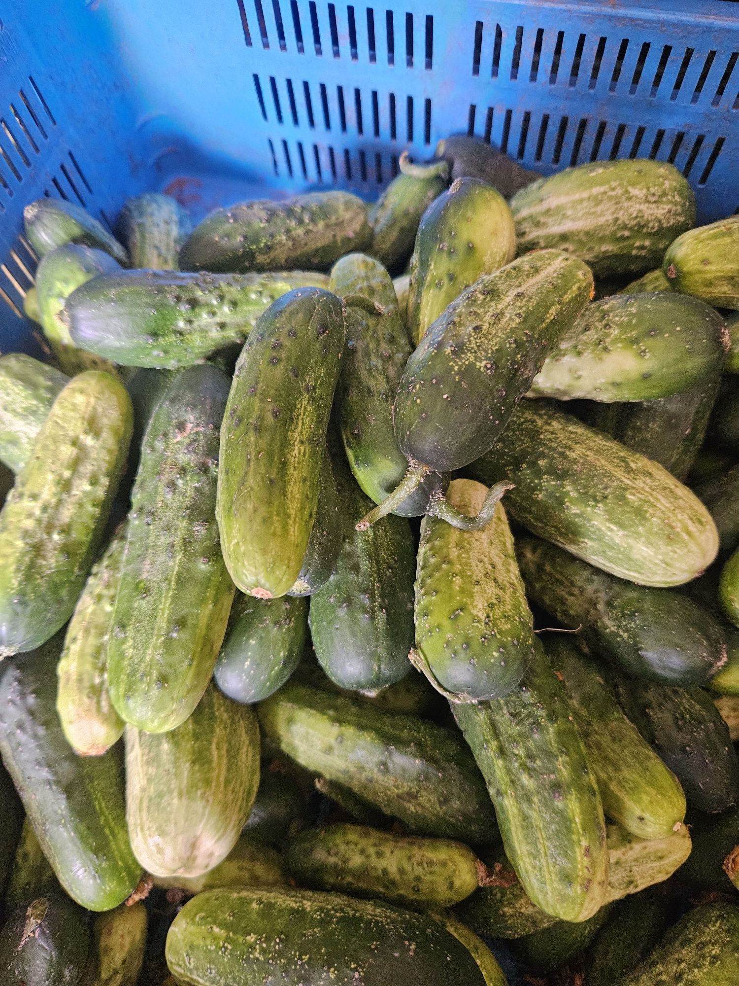 Ogórki śremskie od producenta