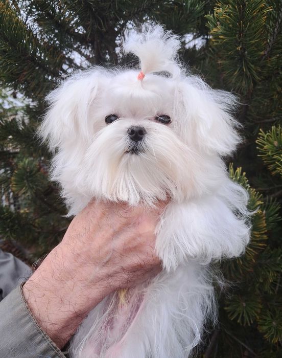 Крохотный мальчик мальтезе в современном корейском типе.