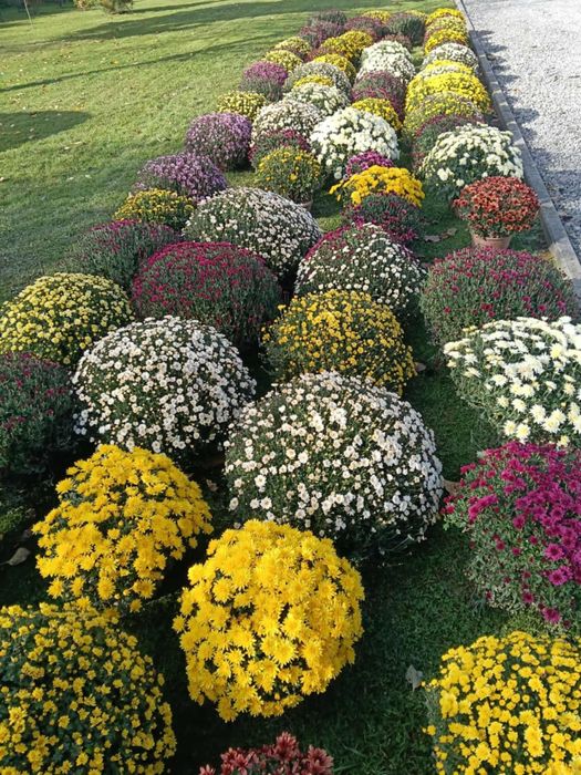 Chryzantemy drobno-kwiatowe