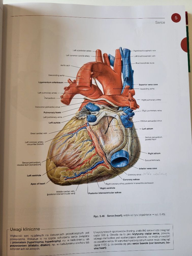 KOMPLET Atlasów Anatomii Człowieka SOBOTTA