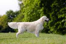 Reproduktor Golden Retriever FCI