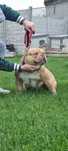 Merle Samiec American Bully ABKC Nie Amstaff