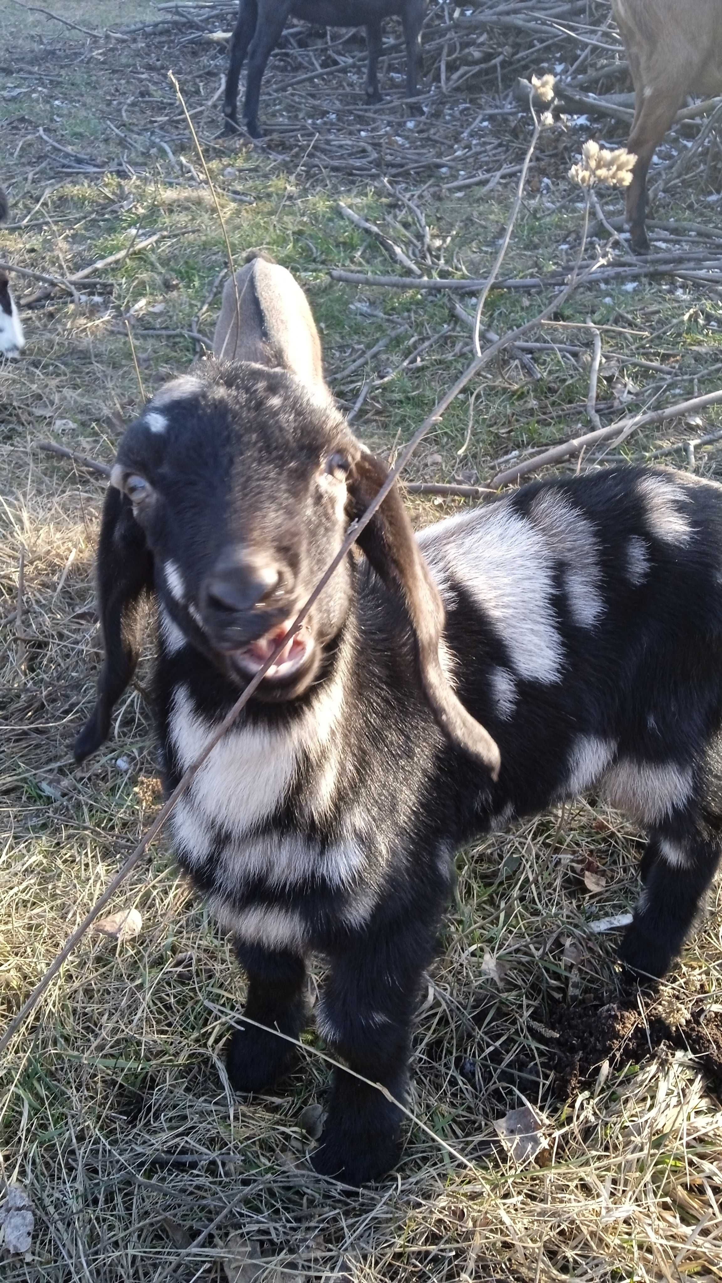 Продам або поміняю 100% цапика Англо Нуба.