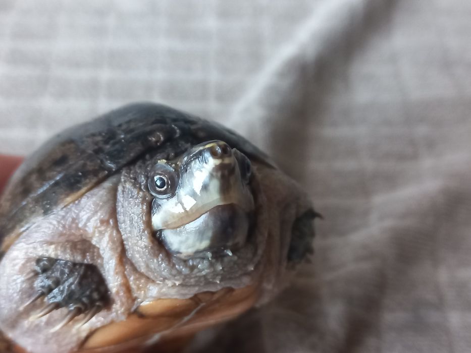 Sternotherus odoratus +akwarium