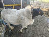 Dorper,Corriedale I Charollais
