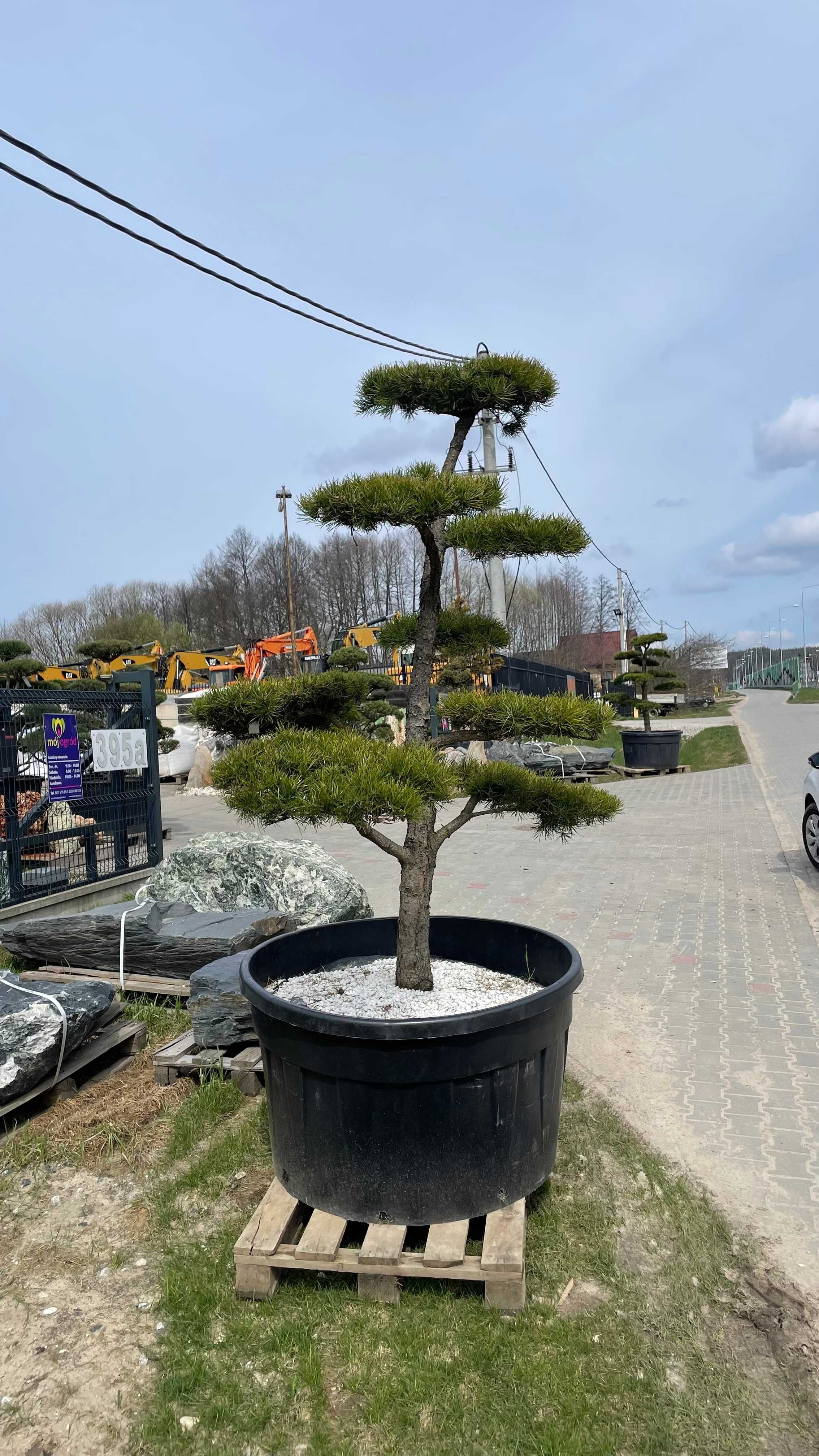 Sosna Banksa formowana drzewo BONSAI /drzewa ozdobne/krzewy formowane/