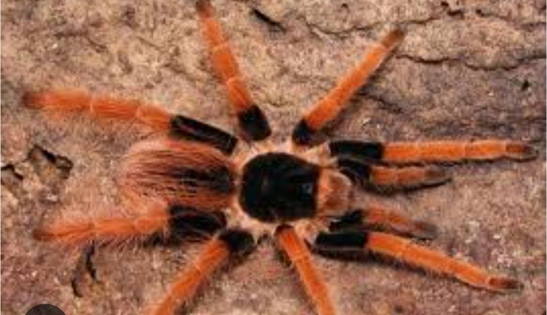 megaphobema robustum