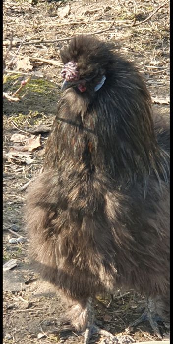 Інкубаційне яйце Китайська Шовкова, Silkies, Пухова курей