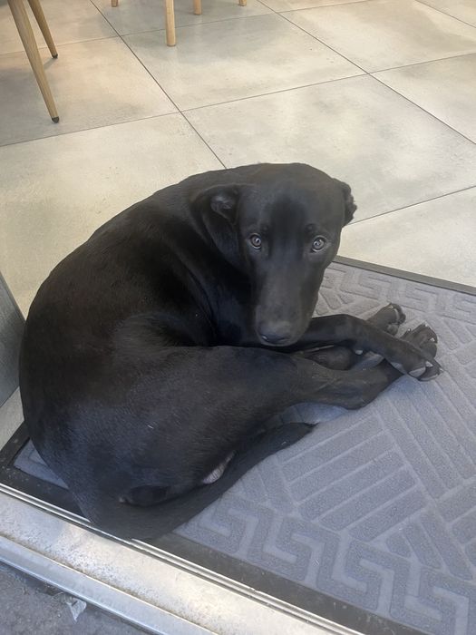 Хлопчик Лабрадор у гарні руки